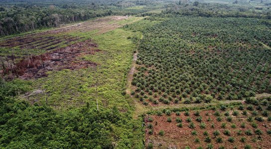 GettyImages-926966334-INDONESIA-FOREST-PALM-OIL.jpg