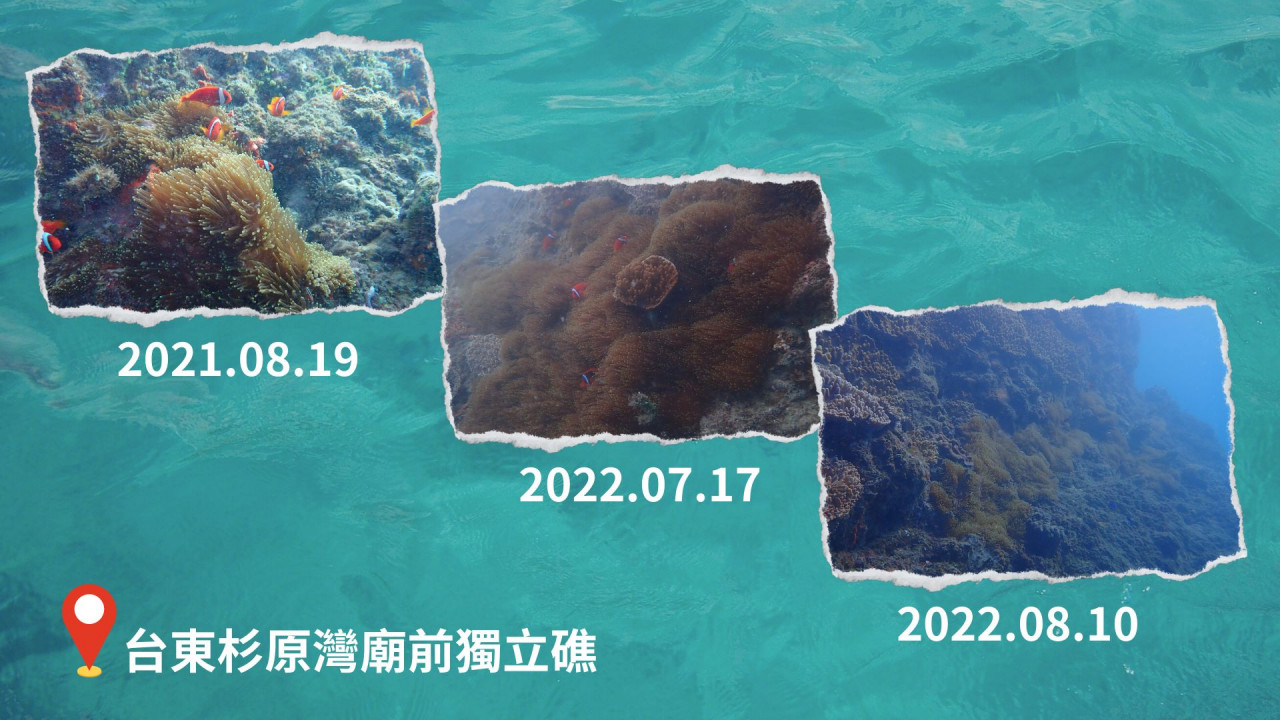 還海行動2.0系列一》小丑魚不見了，台灣海底正在「白色荒漠」化？盤點四大生存危機