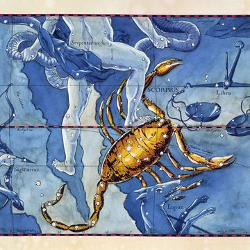 Invertebrate, Arthropod, Art, World, Crustacean, Decapoda, Illustration, Scorpion, Rectangle, Painting, 