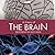 A History of the Brain