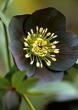 Helleborus orientalis (or Lenten Rose). 