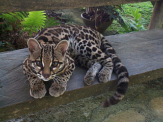 Margays