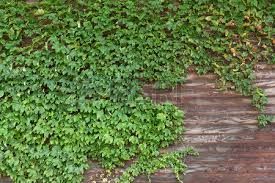 ivy covered wall