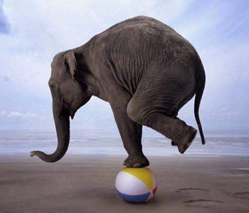  photo ElephantBalancing_zpsda454c56.jpg