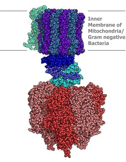 ATP Synthase - The Definitive Guide | Biology Dictionary