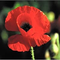 Profile Image for Poppy Fields.