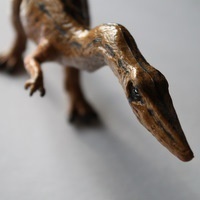 Profile Image for ccoelophysis.