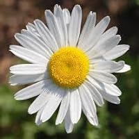 Profile Image for Daisy.