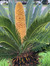 cycads and ferns