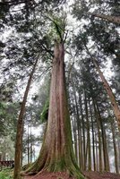 阿里山千年檜木下辦山林野餐市集 倘佯芬多精