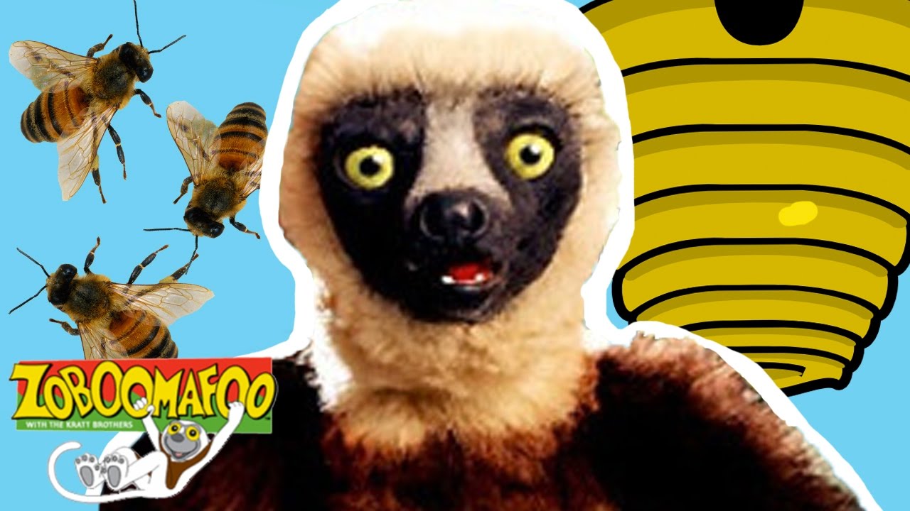 Zoboomafoo (1999)