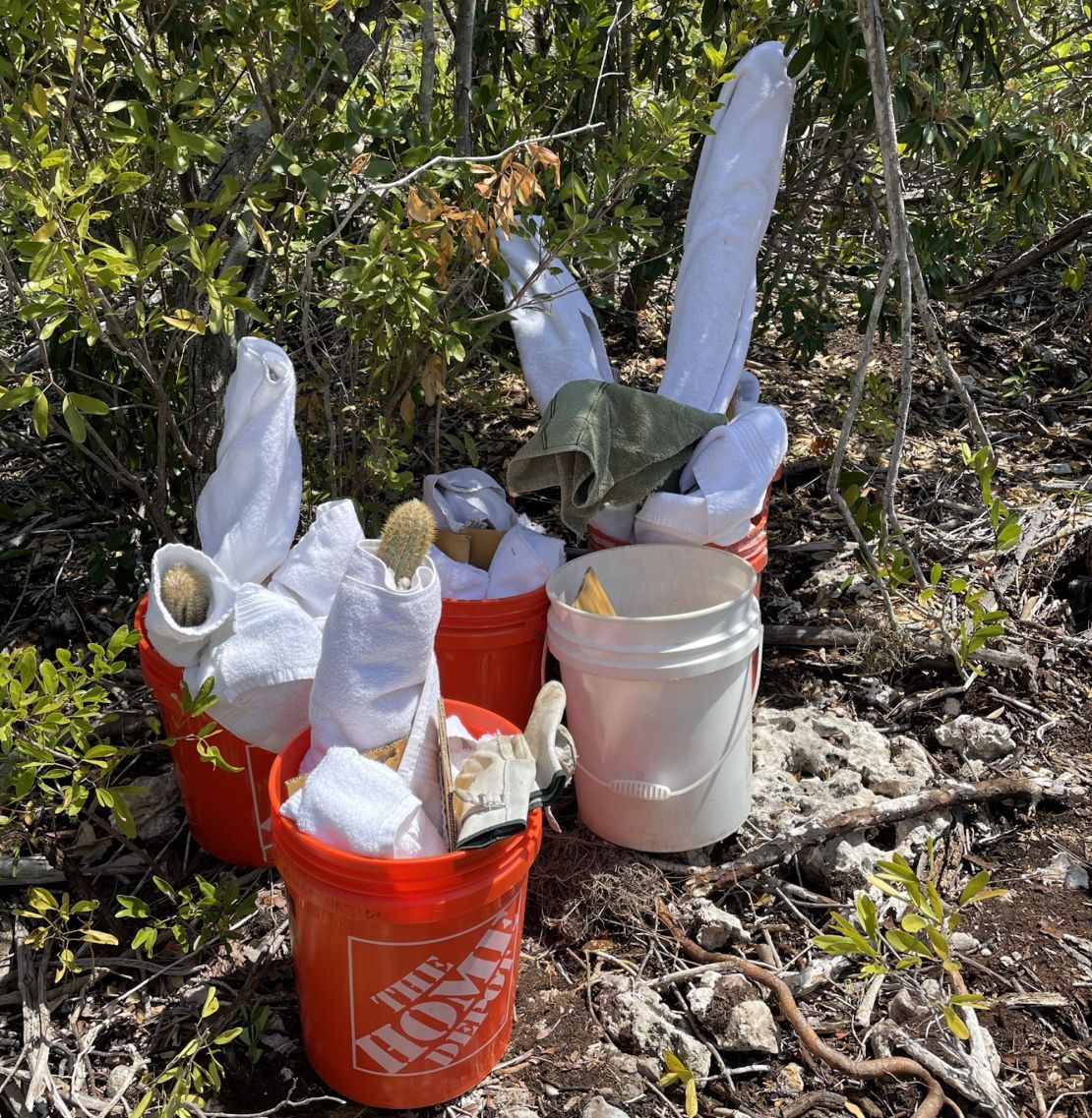 Cuttings were carefully wrapped in towels for the safety of both the cacti and those handling them.