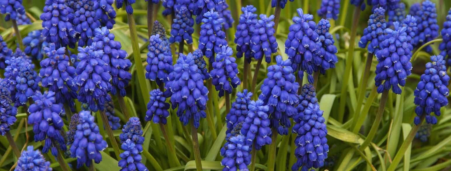 Blomstrende perlehyacinter (Muscari botryoides)