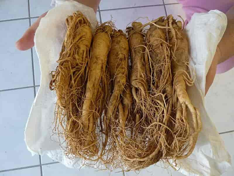 Ginseng, Panax ginseng