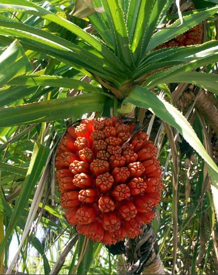 Pandanus odorifer frukt