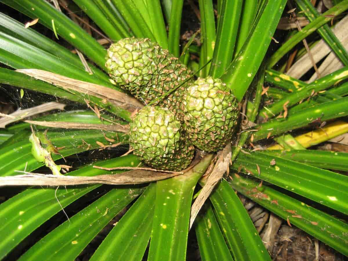 Freycinetia banksii frukt