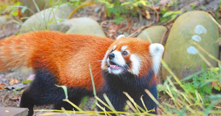 台北市立動物園14日結合國際小貓熊日與中秋主題辦理活動。（圖／台北市立動物園提供／中國時報温予菱台北傳真）