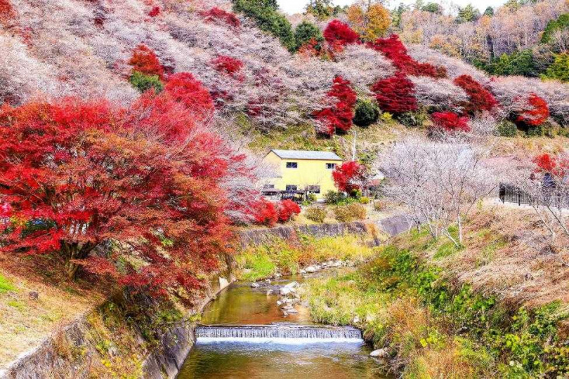 中部名古屋香蘭溪、小原行程，可同時賞楓與賞櫻，圖為小原四季櫻。（圖／KKday提供）