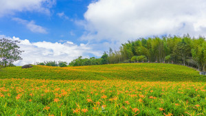 花蓮縣赤科山及六十石山的金針花季是全台獨一無二的高山金針景觀，是花蓮一年一度的盛事。（圖／資料照片，圖源：花蓮縣政府提供）