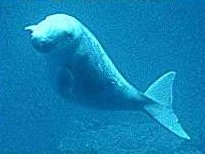 Dugong