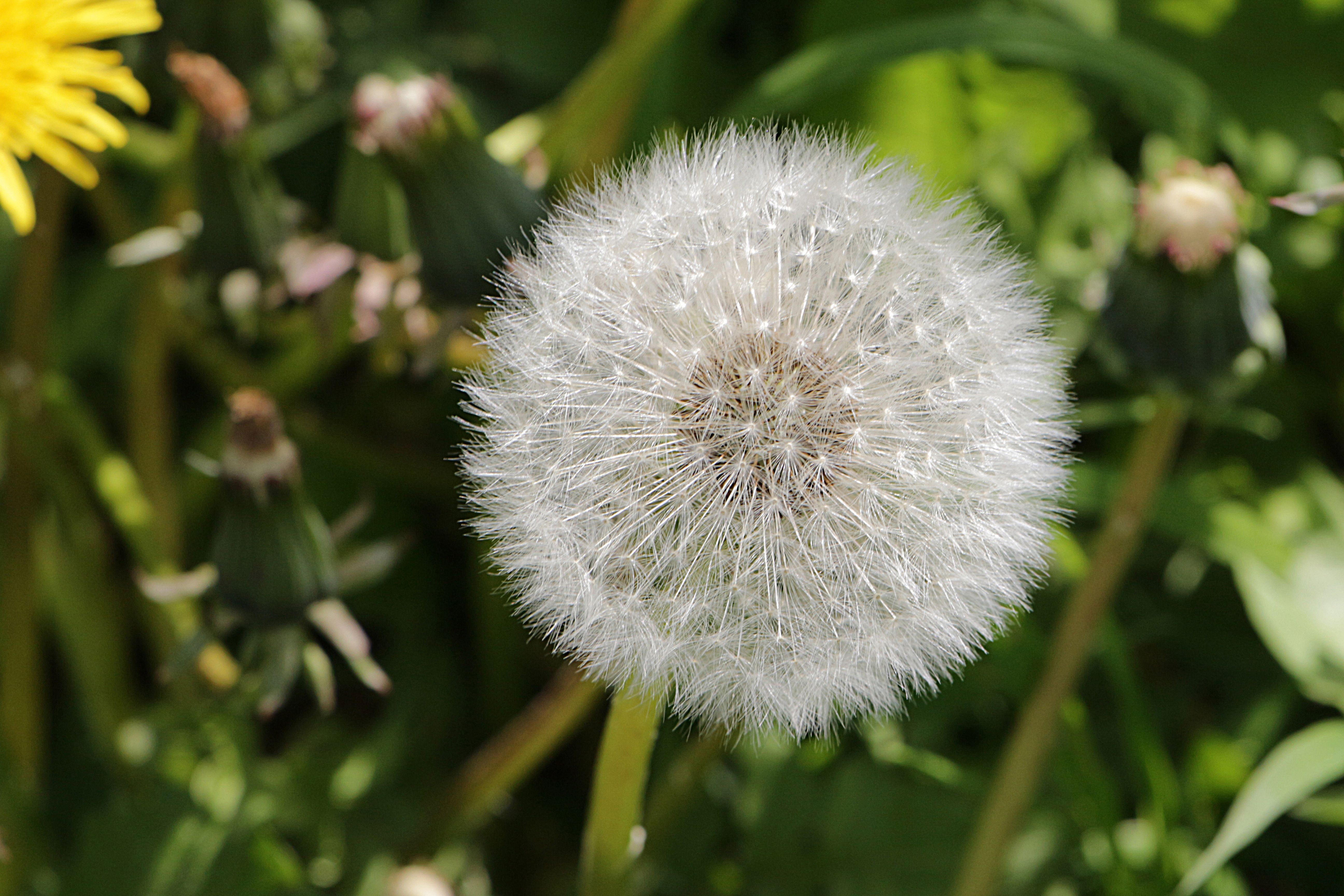 Aus der Butterblume ist eine Pusteblume geworden