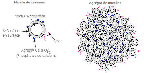 Floculation micellaire du lait