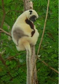 Tuttsifaka (Propithecus verreauxi)