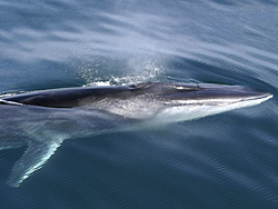 Finvalis (Balaenoptera physalus)