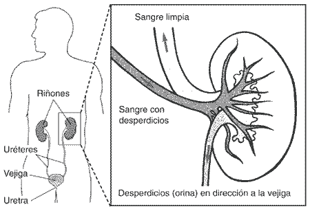 Os desperdicios filtrados do sangue pasan á vexiga.