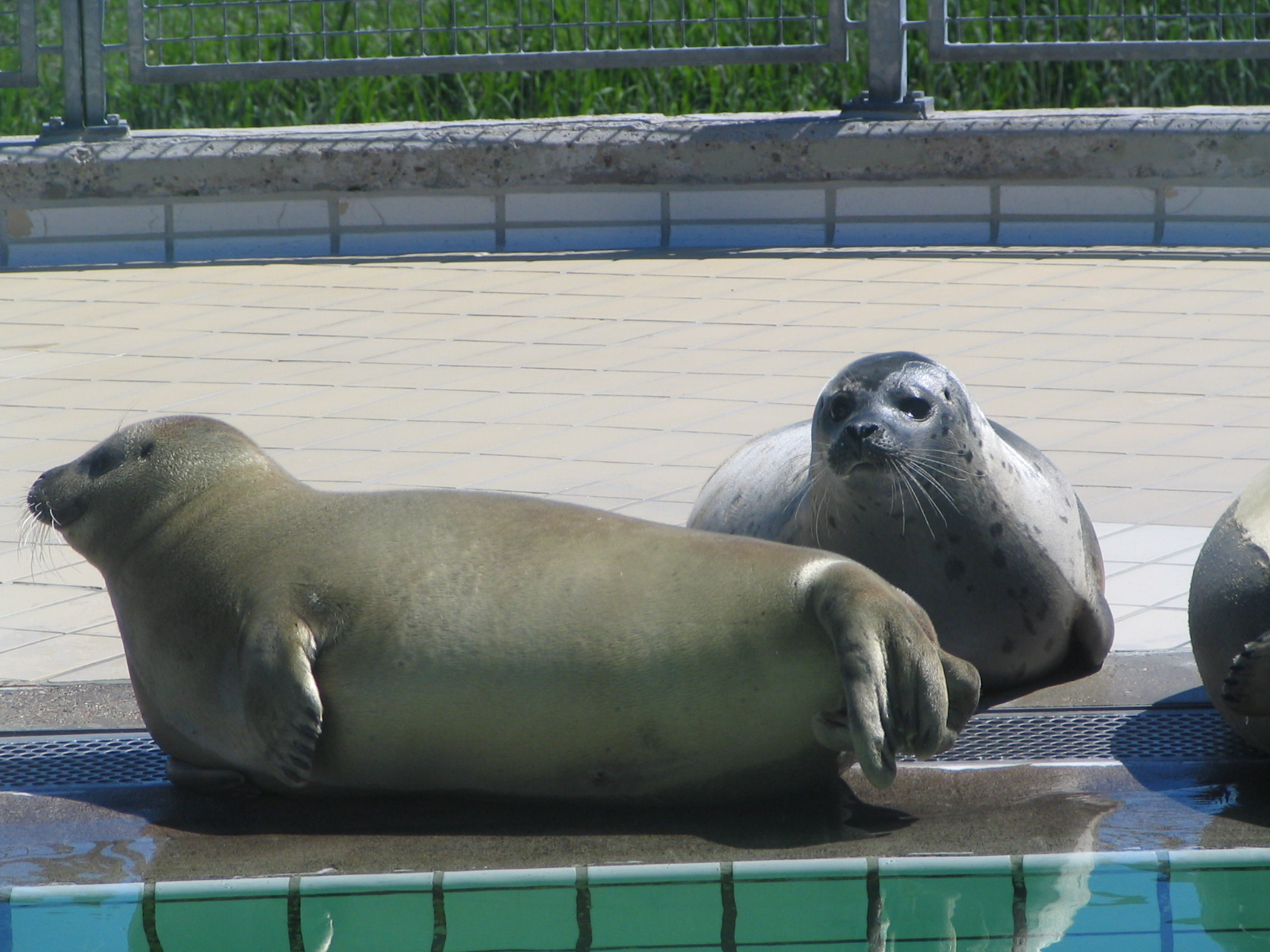 Pinnipeds in the crèche in Pieterburen