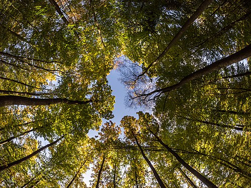 Forest view upwards