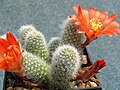 Rebutia fiebrigii (syn. R. fabrisii)