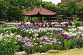 城北公園 季節の画像6月