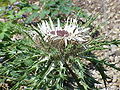 Carlina acaulis