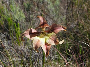 <center>Gladiolus liliaceus</center>