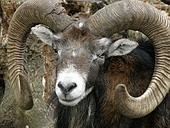 Argali (Mountain Sheep)้