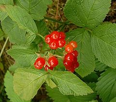 Stone brambles