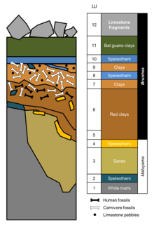 Estratigrafía de la Sima de los Huesos.