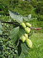 Plody olše zelené (Alnus alnobetula)