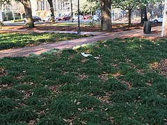 The square's unique clumps of grass, looking southwest towards the United Methodist Church