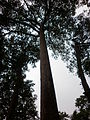 Dipterocarpus alatus, Parc national de Khlong Wang Chao