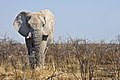 Elefante nell'Etosha