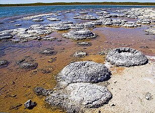 Stromatolites du Lac Thetis (Western Australia).