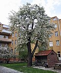 Ett träd av Augustipäron blommar i maj på en bakgård i centrala Ystad 2013.