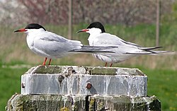 Sterna hirundo