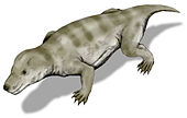 Reconstitution de Thrinaxodon.