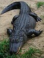 Alligator mississippiensis