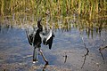 Anhinga