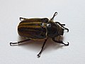 Anoxia matutinalis (Laporte de Catelnau, 1832)