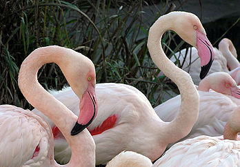 Flamants roses au zoo de Bristol (Angleterre). (définition réelle 1 750 × 1 216*)